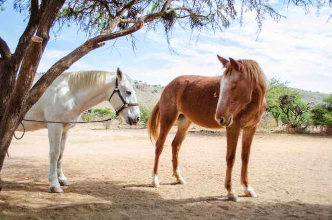 photo of white and brown horses standing under tree
