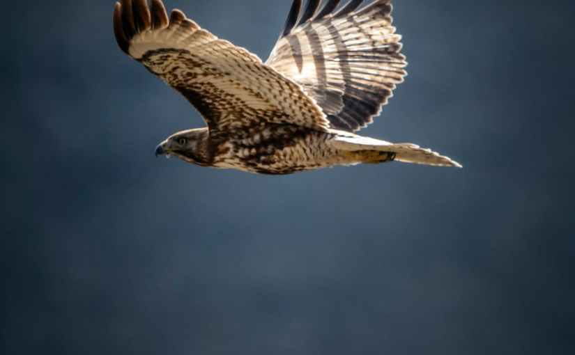 Memory Hawks: An Idea&nbsp;Poem