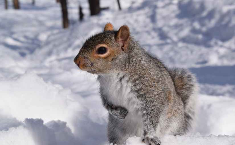Squirrel in Winter: Idea&nbsp;Poem