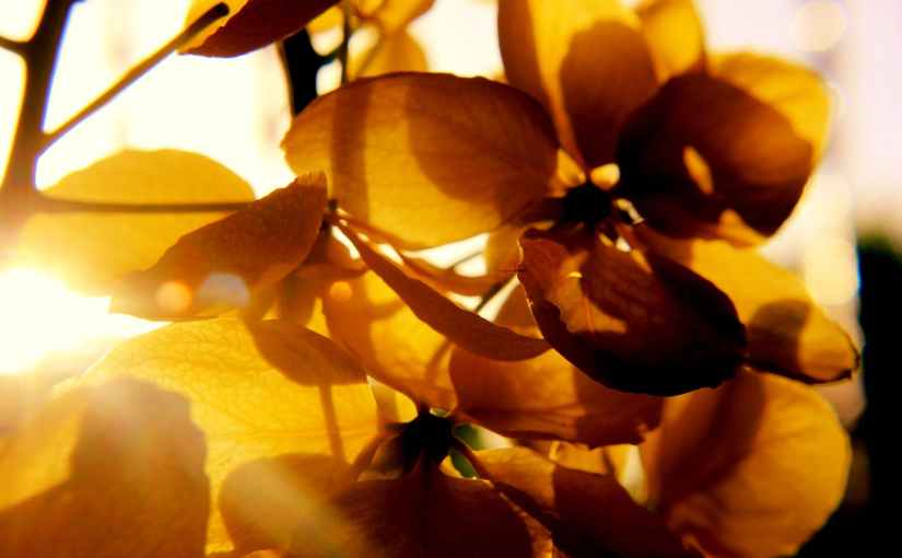 God’s Bouquet: A&nbsp;Haiku