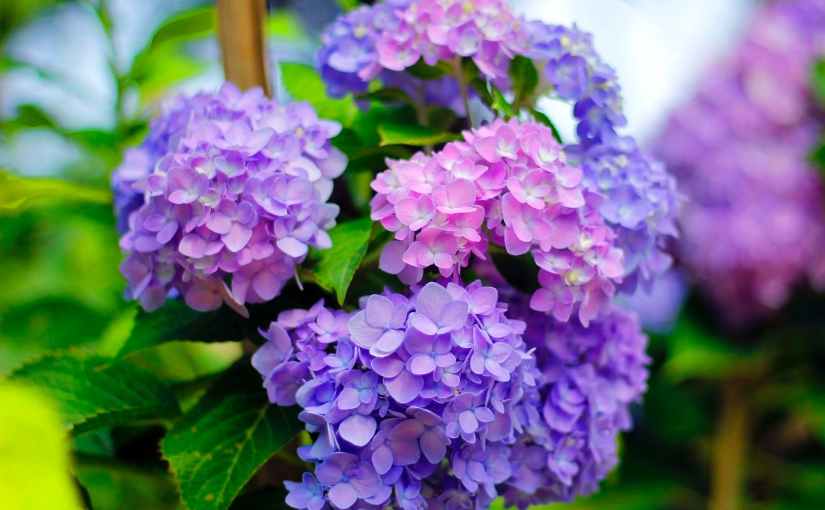 Hydrangeas: A Poem