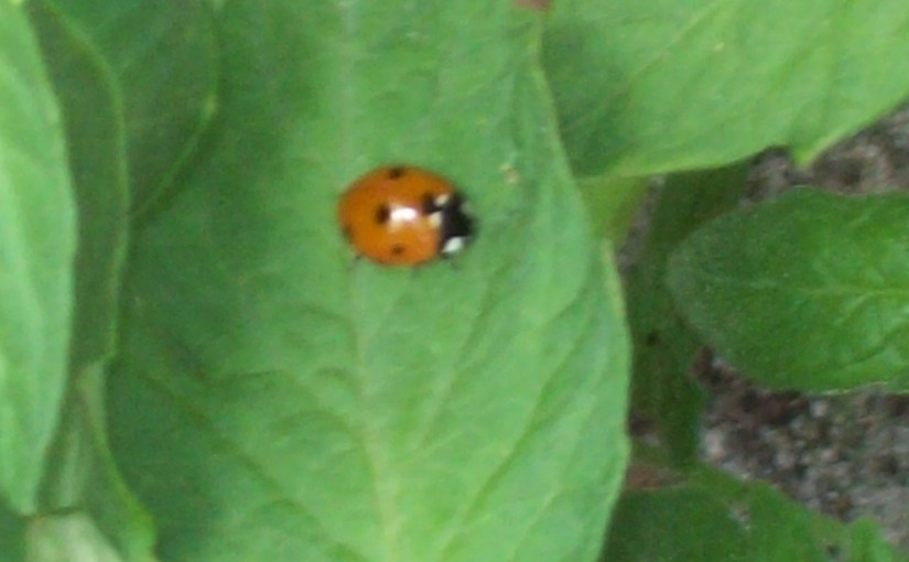 Ladybug on a&nbsp;Leaf
