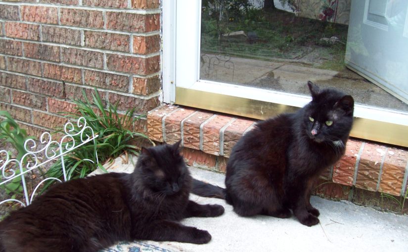 Best Friends Are&nbsp;Furr-ever