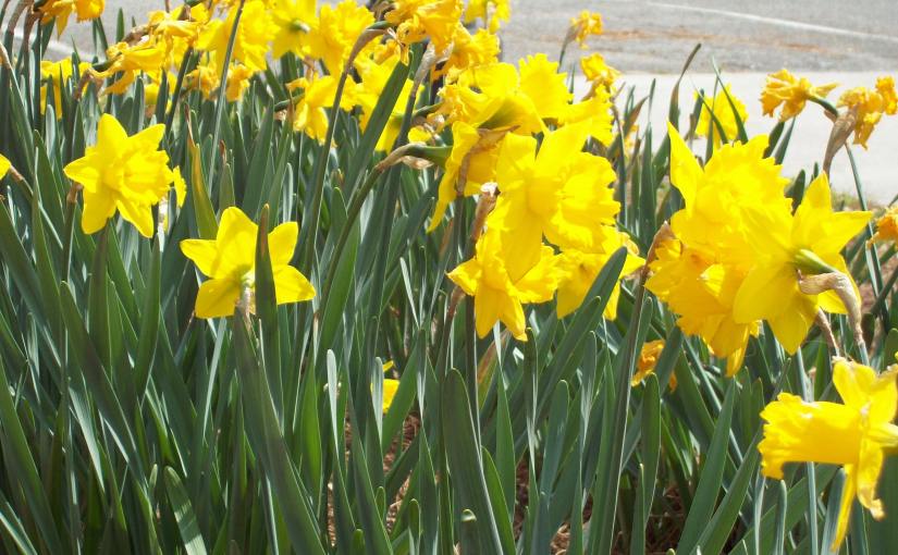 Daffodils