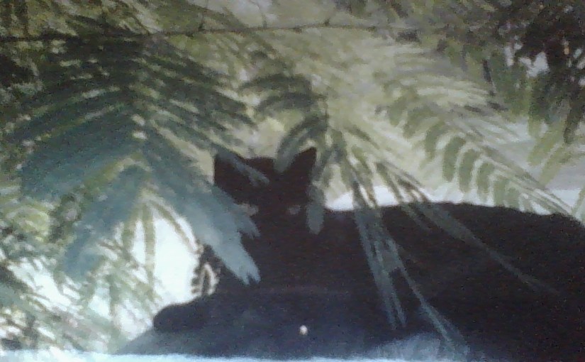 Mystery and Magic of&nbsp;Cats