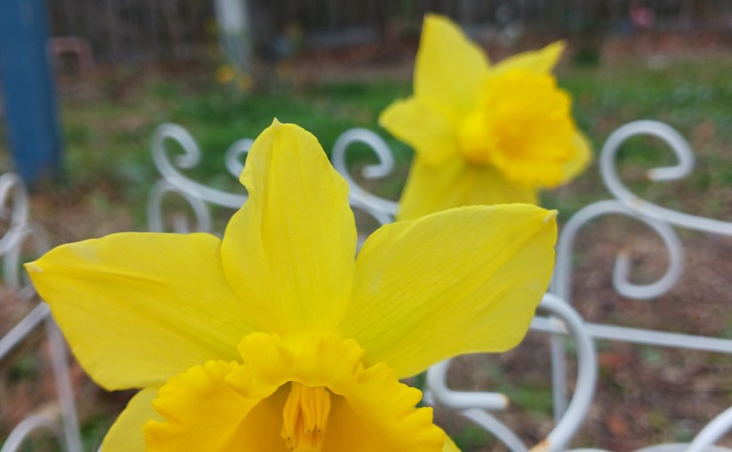 Daffodils Are Nature’s&nbsp;Smile