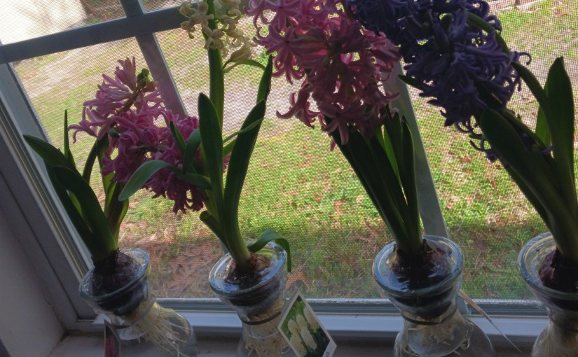 Hyacinths on a Window&nbsp;Sill