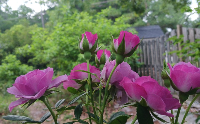 Nature photography: Finding Joy in the&nbsp;Silence