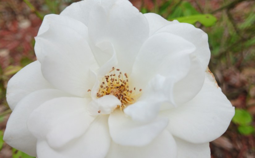 White Rose