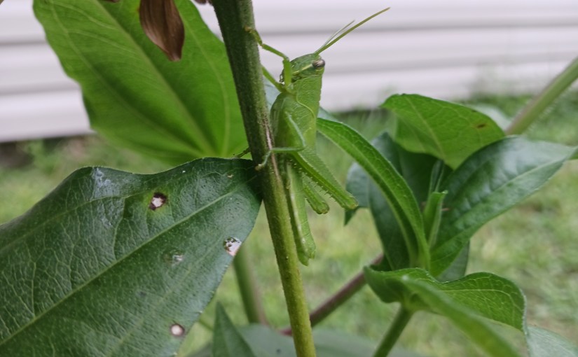 Grasshopper on Zinnia&nbsp;Stem