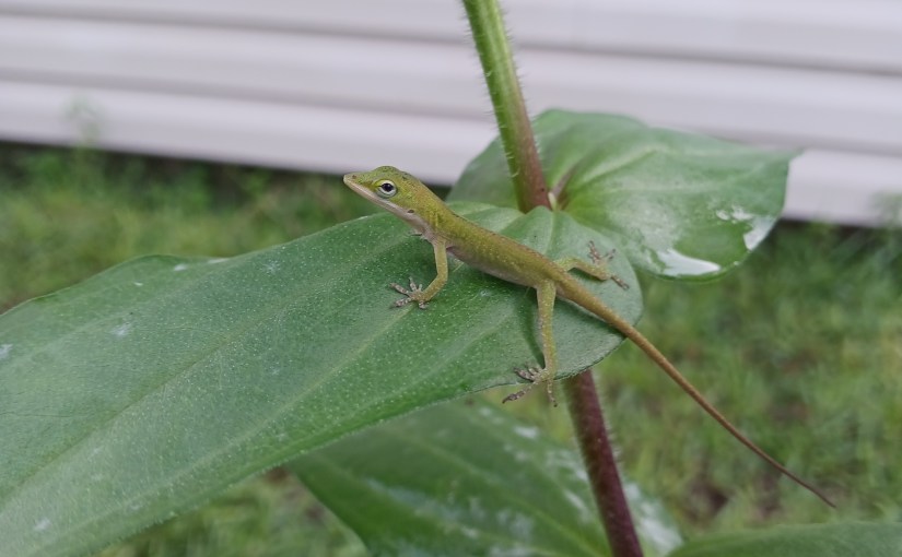 Little Lizard on a&nbsp;Leaf