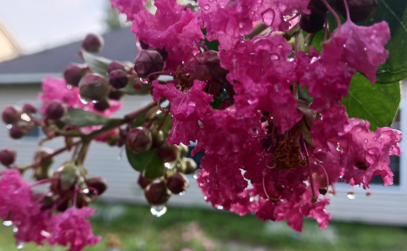 Raindrops on Pink Crepe&nbsp;Myrtle