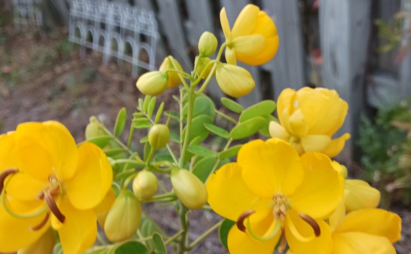 Quiet Sunday Morning: Wild&nbsp;Senna