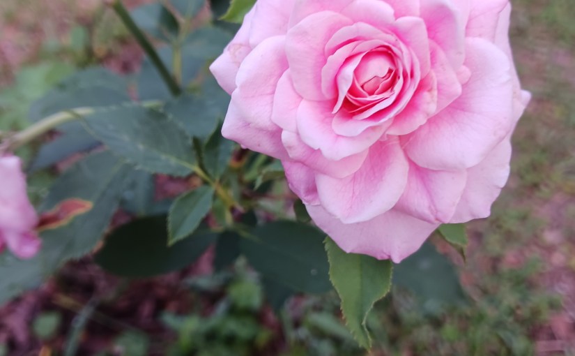 What it is. .&nbsp;.