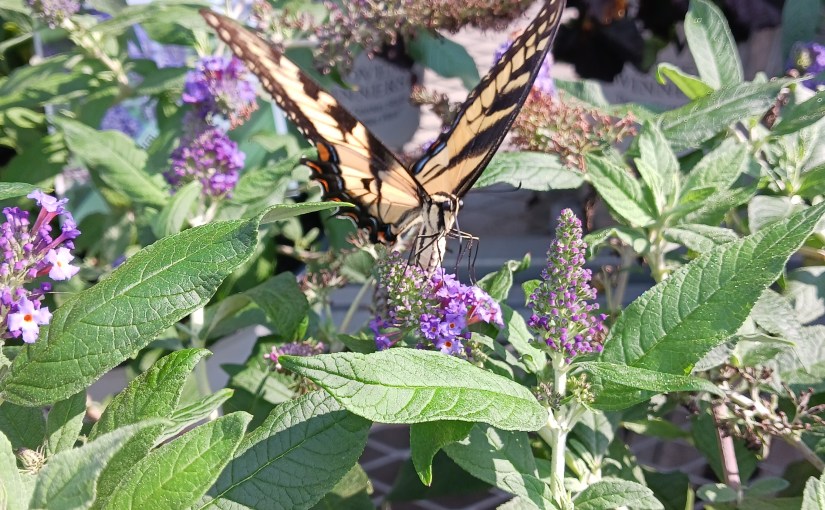 Butterflies and a Sweltering Hot Day. .&nbsp;.