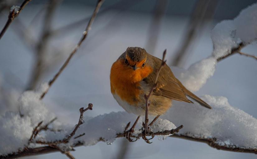 Winter Reflection: A&nbsp;Poem